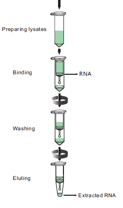 RNA extraction 