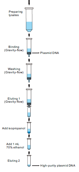plasmid preparation columns anion exchange