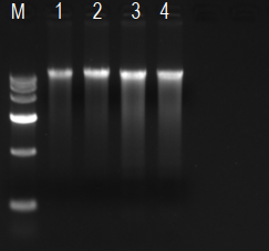Blood Genomic DNA Kit 